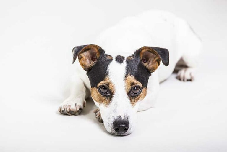 Are Jack Russell Terriers Hunting Dogs? Truth And Hints