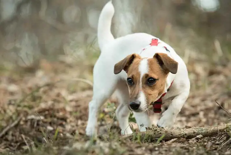 Any Good Of Dog Digging Repellent? Facts And Buying Guide