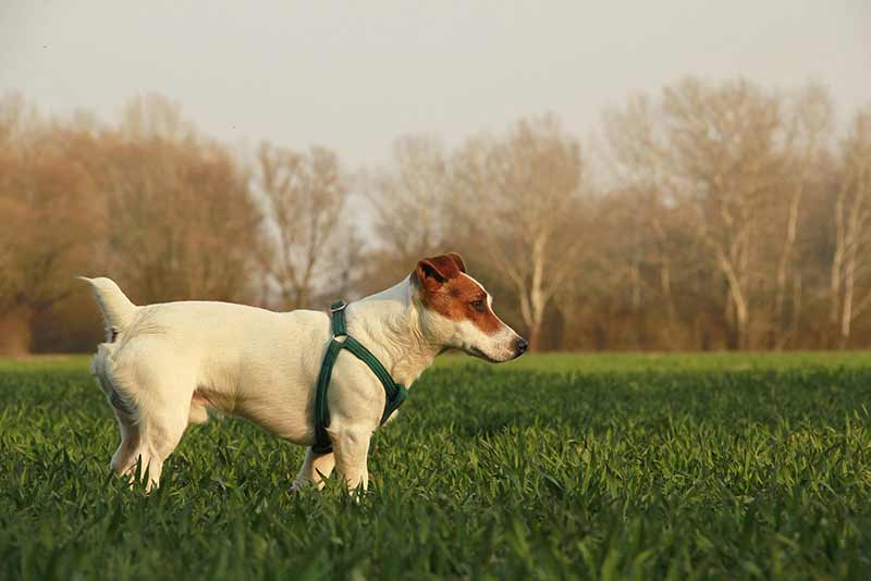 Can You Hike With A Jack Russell Terrier? Facts With Guide
