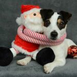 Do Jack Russell Terriers And Kids Get Along? Complete Guide