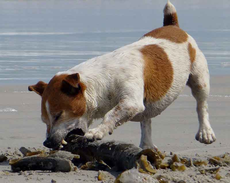 Fat Jack Russell - Signs Of An Overweight JRT + How To Lose Weight