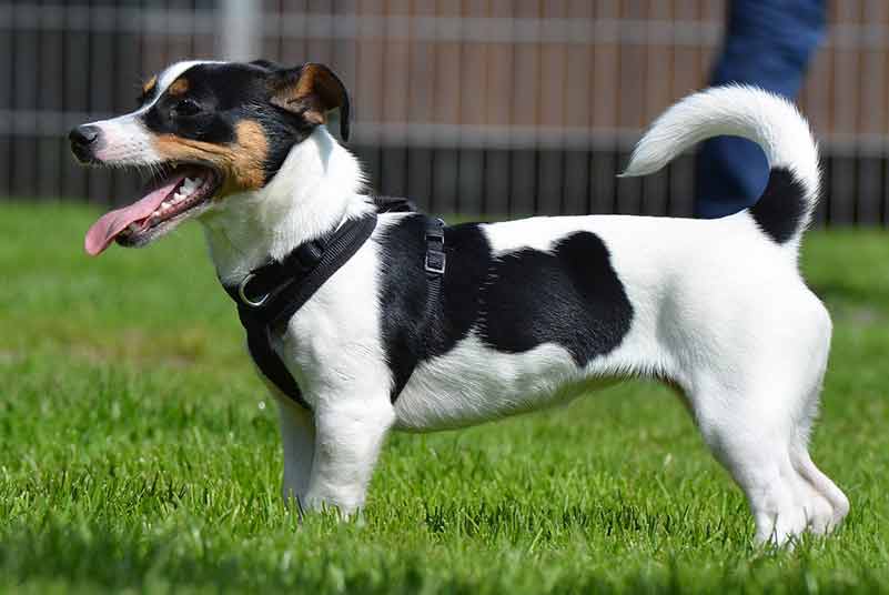 Healthy Jack Russell Weight And Height