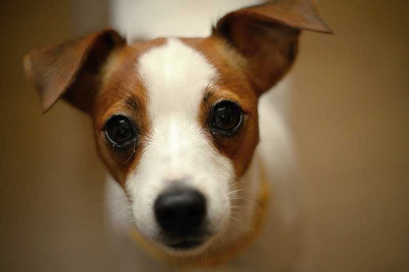 How to train a Jack Russell to listen? Complete guide