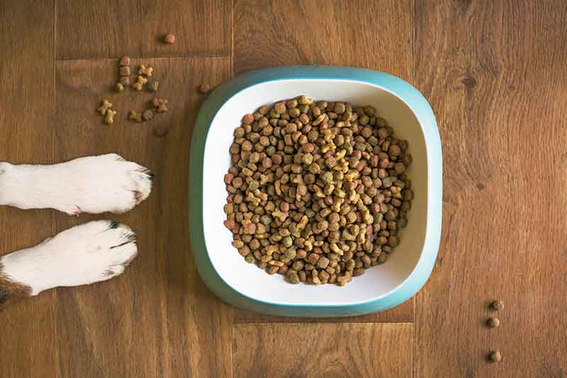 Jack Russell Food Allergies: Symptoms & Common Allergic Foods