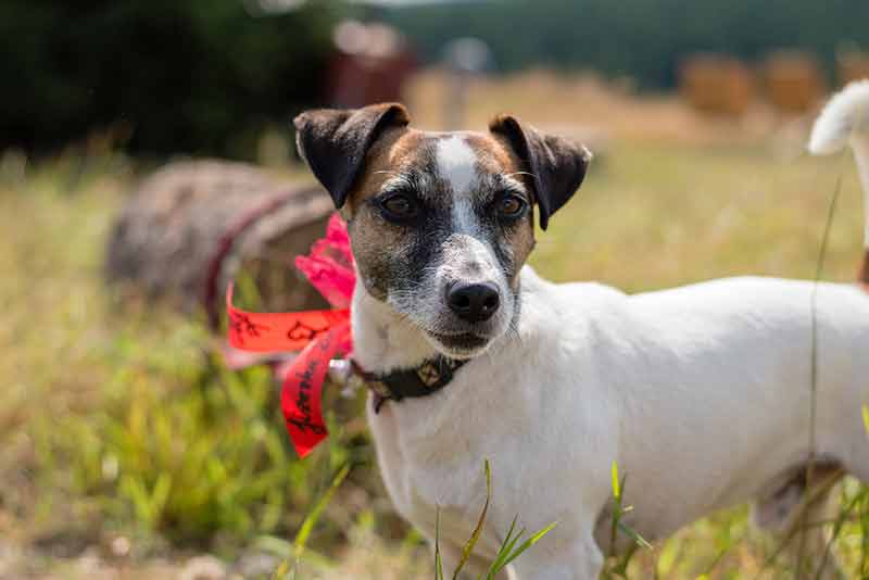 Jack Russell Hair Loss: Causes + Remedies for Bald Spots & Patches