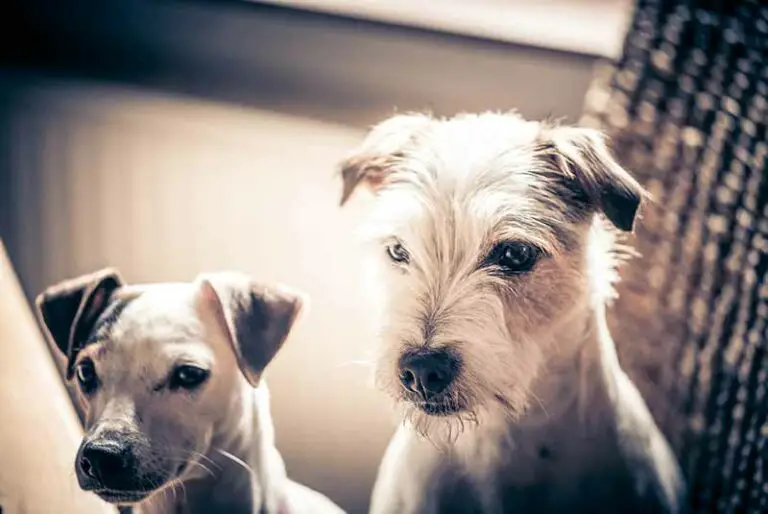Types of Jack Russell Terriers – Comparison & Hints