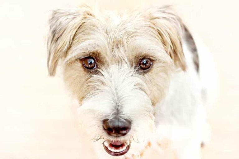 Wire Haired Jack Russell Terrier – What A Perfect Breed!
