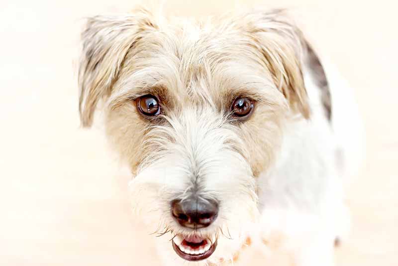 Wire Haired Jack Russell Terrier - What A Perfect Breed!