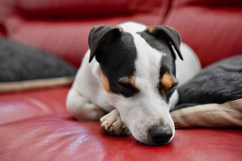 Are Jack Russell Terriers Hypoallergenic? Must Know Facts