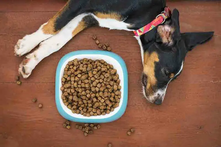 Best Dog Food For Jack Russell Terriers - Healthy Diet Guide