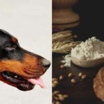 Can Dogs Eat All-Purpose Flour? All You Need To Know