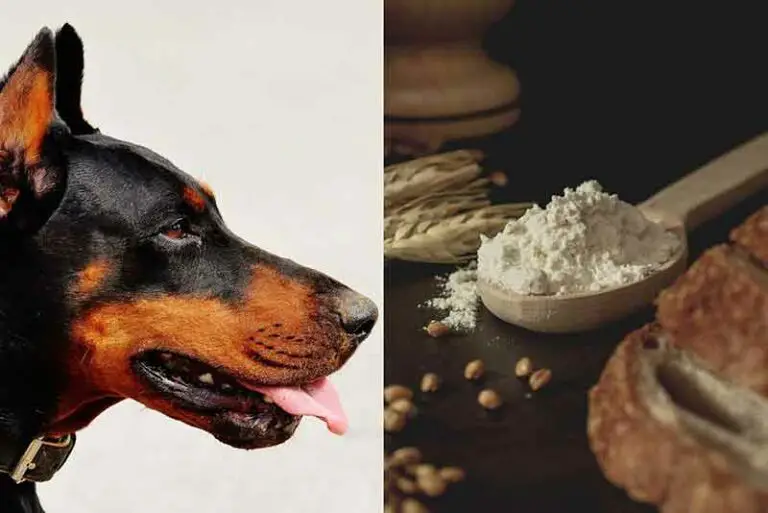 Can Dogs Eat All-Purpose Flour? All You Need To Know + Recipes