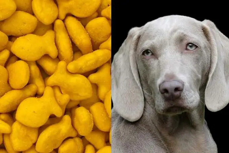 Can Dogs Eat Goldfish Crackers? Must Know Facts