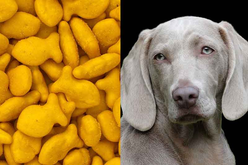 Can Dogs Eat Goldfish Crackers? Truth & Must Know Facts