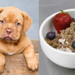 Can Dogs Eat Granola? Truth + Healthy Recipes