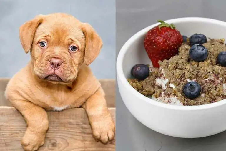 Can Dogs Eat Granola? Truth + Healthy Recipes