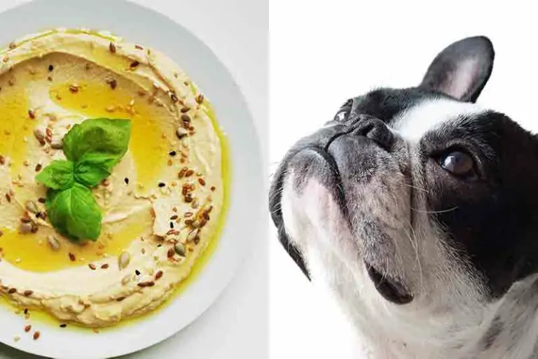 Can Dogs Eat Hummus? Everything You Need To Know