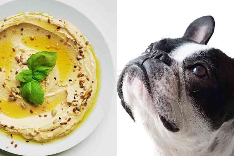 Can Dogs Eat Hummus? Is it safe? Everything You Need To Know
