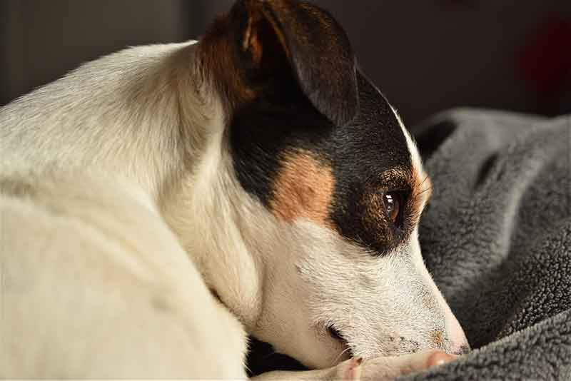 Can Jack Russell Terriers Be Left Alone?