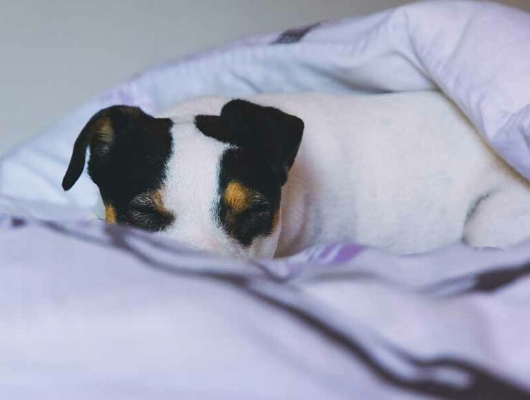 Do Jack Russell Terriers Shed? Truth, Tips and Guide