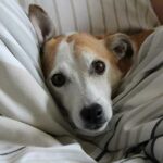 How Can I Keep My Jack Russell Warm? Complete Guide + Tips