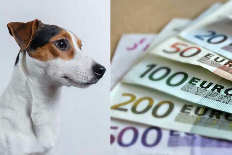 Jack Russell Terrier’s Cost - All Costs Of Raising A JRT