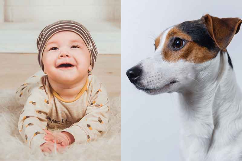 Are Jack Russell Terriers Good With Toddlers? Yes, But Read This First
