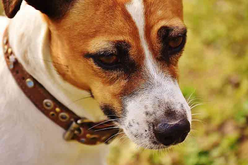 Are Jack Russells Aggressive? Real Truth And Calming Tips