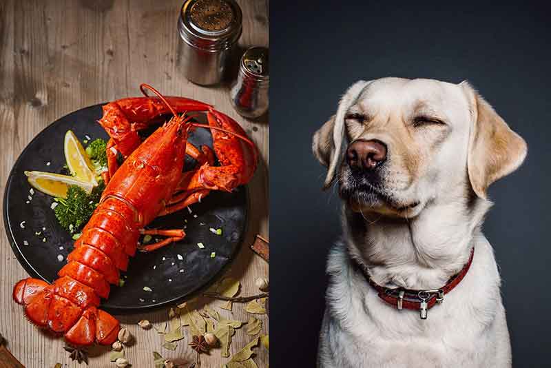 Can Dogs Eat Lobster? Risks + Safe Recipes + Tips