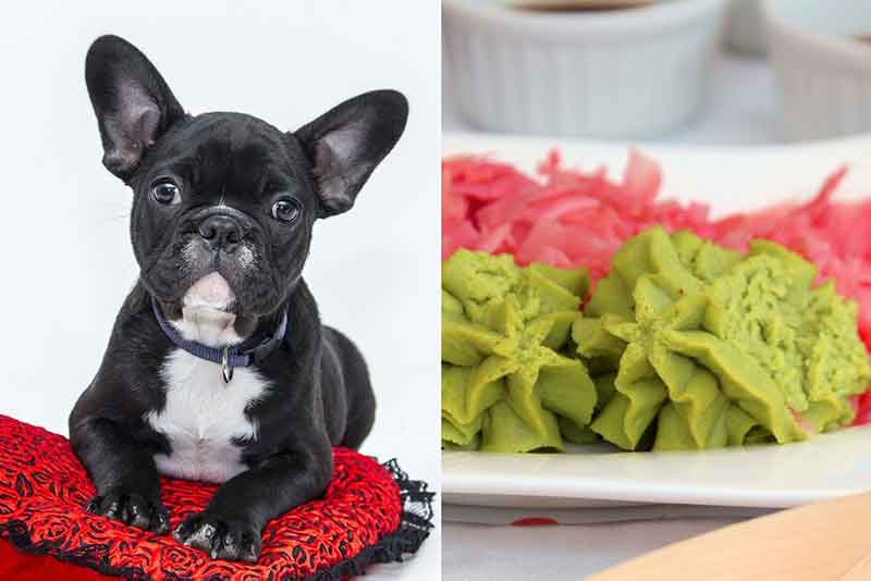 Can Dogs Eat Wasabi? Is It Safe for Small Dogs?