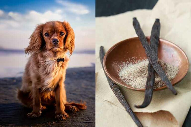 Can Dogs Have Vanilla? Is It Safe To Eat Or Can Be Poisonous?