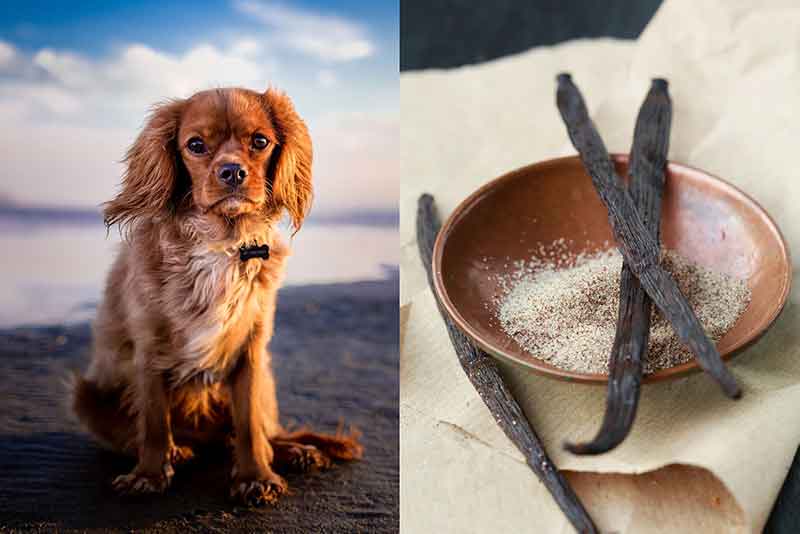Can Dogs Have Vanilla? Is It Safe? - All You Need To Know