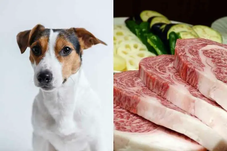Can Jack Russells Eat Raw Meat? Truth + Tips & Guide