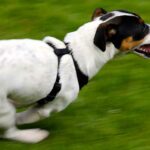 Can You Run With A Jack Russell Terrier? Running Guide + Tips