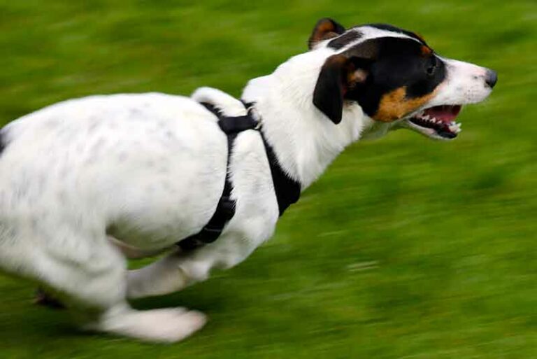Can You Run With A Jack Russell Terrier? JRT Running Guide + Tips