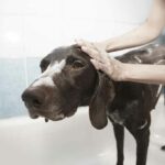 Can We Use Baby Shampoo On A Dog