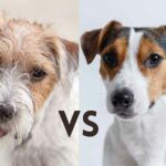 Difference Between Jack Russell And Parson Russell Terrier