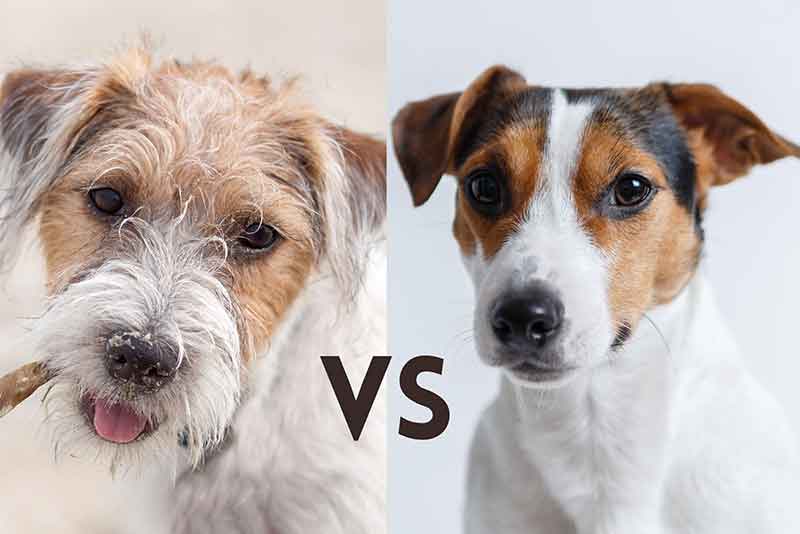 Difference Between Jack Russell And Parson Russell Terrier