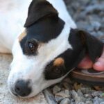 Do Jack Russells Attach To One Person? JRT's Loyalty