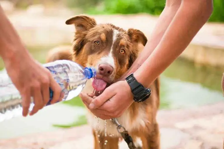 How Long Can A Dog Or Puppy Go Without Water? Answers + Tips