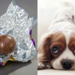 My Dog Ate Aluminum Foil! What To Do Guide