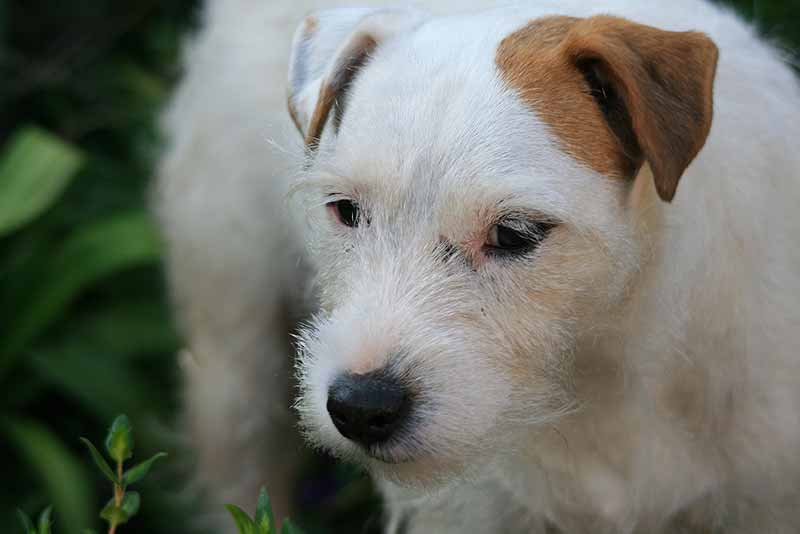 Rough Haired Jack Russell Terrier - Rough Coated JRT
