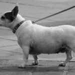 Short Legged Jack Russell Terriers - Shorty Jack