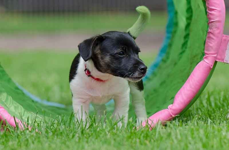 Teacup Jack Russell Terrier - Everything You Should Know