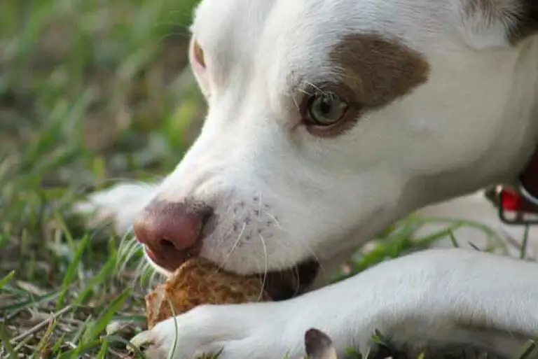 What Should I Not Feed My Jack Russell Terrier? List + Tips