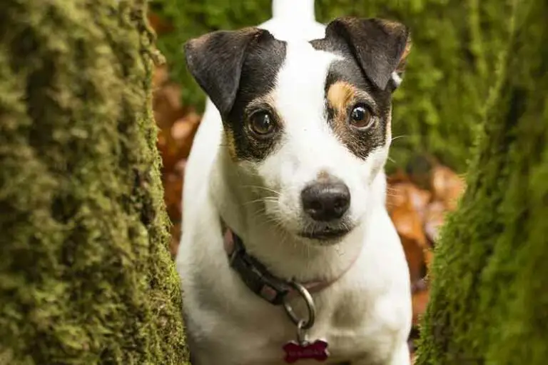 Can Jack Russells Howl? Do JRTs Howl Often?