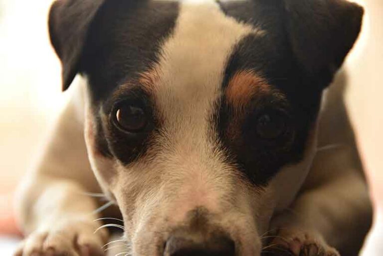 Can Jack Russells Live In An Apartment? Yes, But Read This First