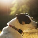 How To Keep Jack Russell Busy? Guide + Tips
