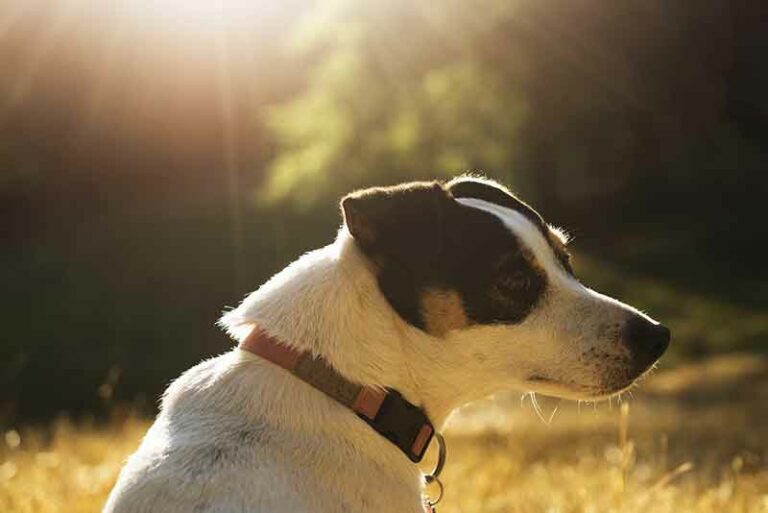 How To Keep Jack Russell Busy? Guide + Tips
