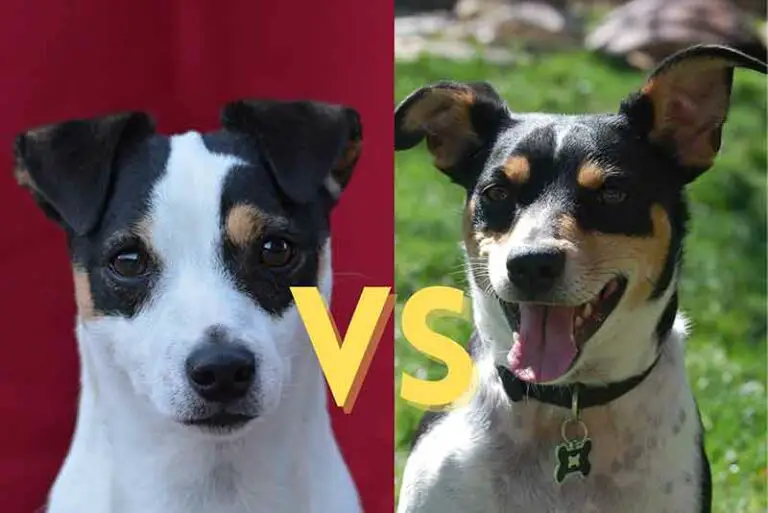 Jack Russell Vs. Rat Terrier Comparison – Which One Is Better?